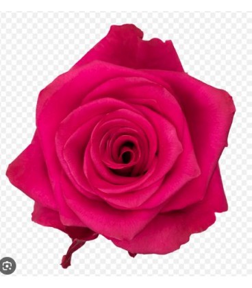 Rose equat V.I.Pink 25*50 cm