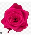 Rose equat V.I.Pink 25*50 cm