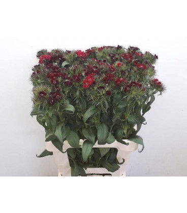 Oeillet poete rouge 65 cm