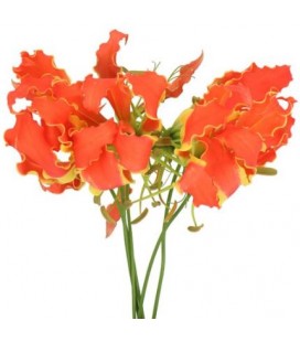 Gloriosa Exotique Orange 20 cm*5