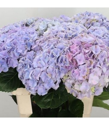 Hortensia My Minerva 60 cm
