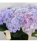 Hortensia My Minerva 60 cm