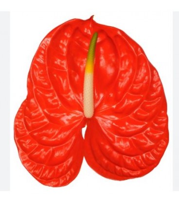 Anthurium Sun eye x 12