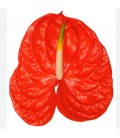 Anthurium Sun eye x 12