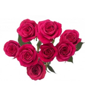 Rose Branchue Pink Yoyo 60 cm