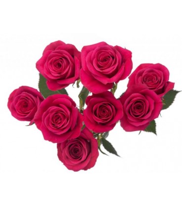 Rose Branchue Pink Yoyo 60 cm
