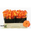 Rose Diyas fire 50 cm