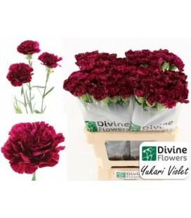 Oeillet Yukari violet x 20