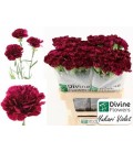 Oeillet Yukari violet x 20