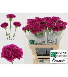 Oeillet Frenesi x 20