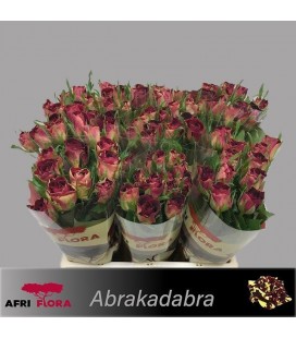 Rose Abrakadabra 40 cm
