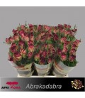 Rose Abrakadabra 40 cm