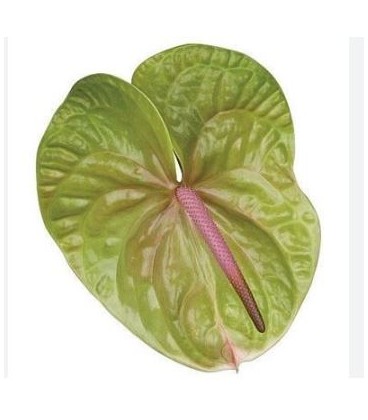 Anthurium Verino x 12