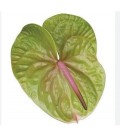Anthurium Verino x 12