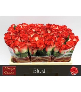 Rose Blush 50 cm