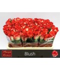 Rose Blush 50 cm