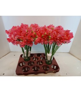 Pois de senteur Rom Coral 40 cm