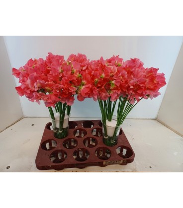 Pois de senteur Rom Coral 40 cm