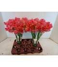 Pois de senteur Rom Coral 40 cm