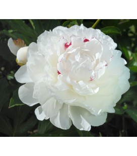 Pivoine Festiv Maxima 60 cm