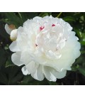 Pivoine Festiv Maxima 60 cm