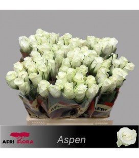 Rose Aspen 40 cm
