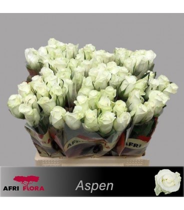 Rose Aspen 40 cm