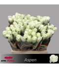 Rose Aspen 40 cm