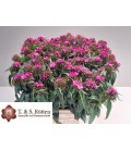 Oeillet poete rose 40 cm