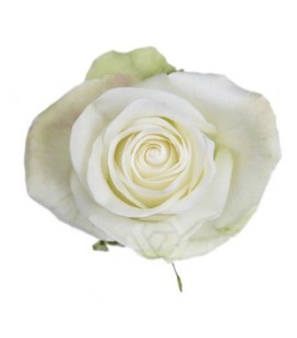 Rose equat Alba 25 * 50 cm