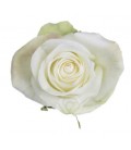 Rose equat Alba 25 * 50 cm