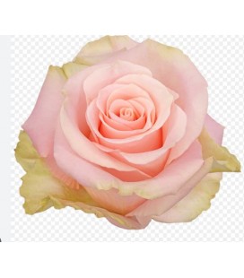 Rose equat Blessing 25*50cm