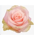 Rose equat Blessing 25*50cm