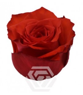 Rose equat Bromo 50 cm X 25