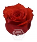 Rose equat Bromo 50 cm X 25