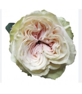Rose equat Country Secret 25*50cm