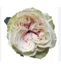 Rose equat Country Secret 25*50cm