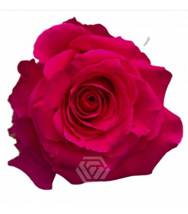 Rose equat Full Monty 25*50 cm