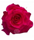 Rose equat Full Monty 25*50 cm