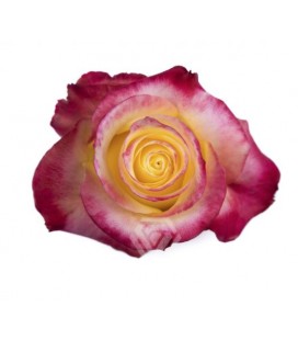 Rose equat Hot Merengue 25*50 cm