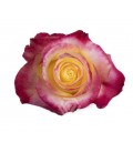 Rose equat Hot Merengue 25*50 cm