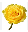 Rose equat Lighthouse 25*50 cm