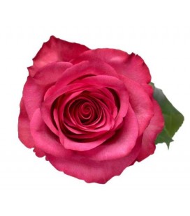 Rose equat Lola 25 * 50 cm