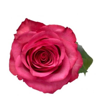 Rose equat Lola 25 * 50 cm