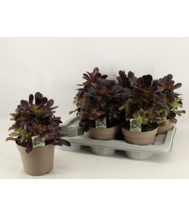 Aeonium Ø 17