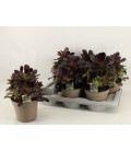 Aeonium Ø 17