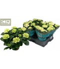 Hortensia Ice Ø 14