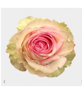 Rose Esperance 50 cm x 25