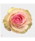 Rose Esperance 50 cm x 25