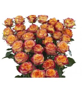 Rose Branchue Land of fire 60 cm